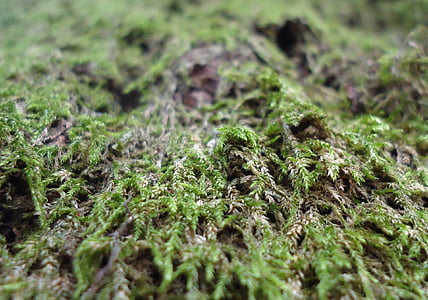 moss, forest, garden, green, forest floor