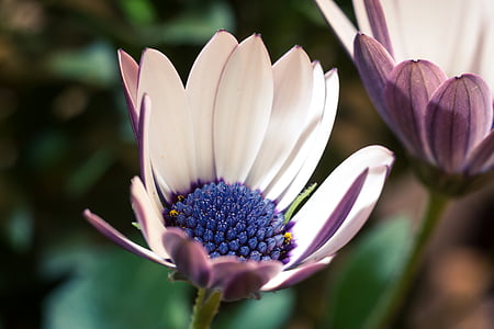 makro, osteospermum ecklonis, Cape Kôš, Bornholm marguerite, kvetina biela, modrá, Violet