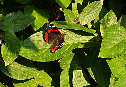 vlinder, Bush, loof, Viburnum, vliegende insecten, Admiraal vlinder, Vanessa atalanta