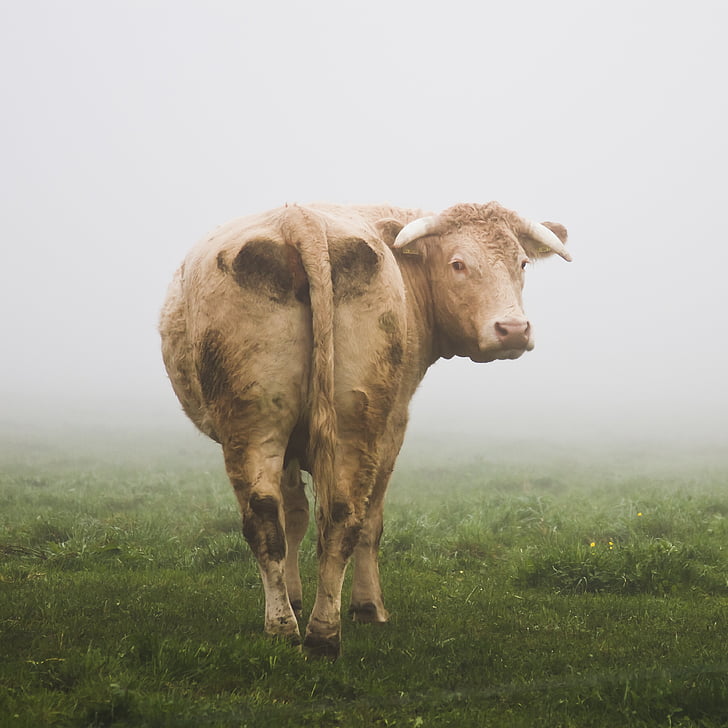 cow, livestock, fog, cattle, mist, animal, nature