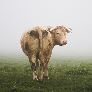 vaca, ganado, niebla, ganado, niebla, animal, naturaleza