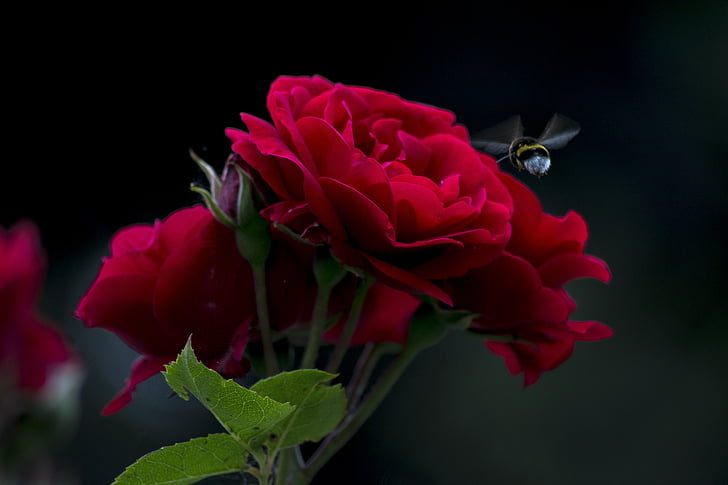 Rose, čebela, letenje, spray, temno, črno ozadje, cvet