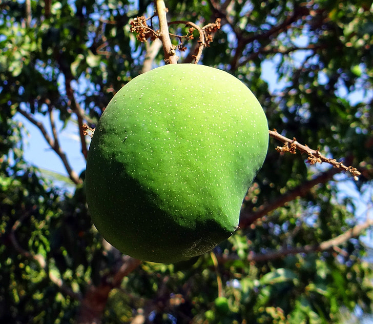 mango, Mangifera indica, fruta, frutas tropicales, fresco, verde, India
