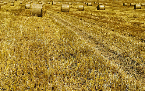 agricultural, agriculture, autumn, background, bale, barley, corn