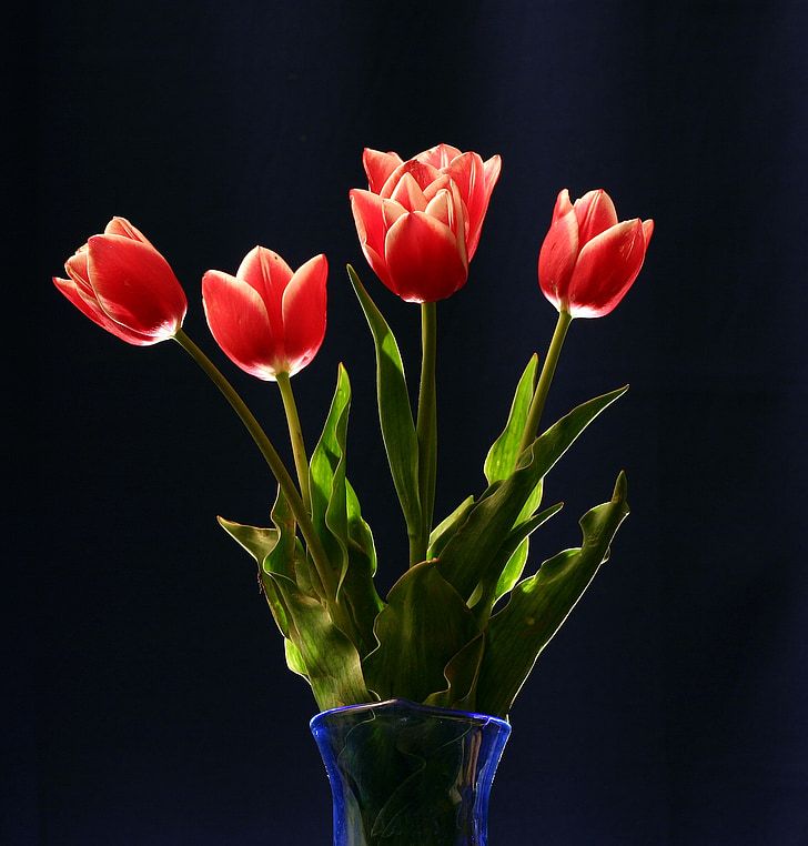 červená, tulipány, Zátiší, květinové, váza, den žen, květ