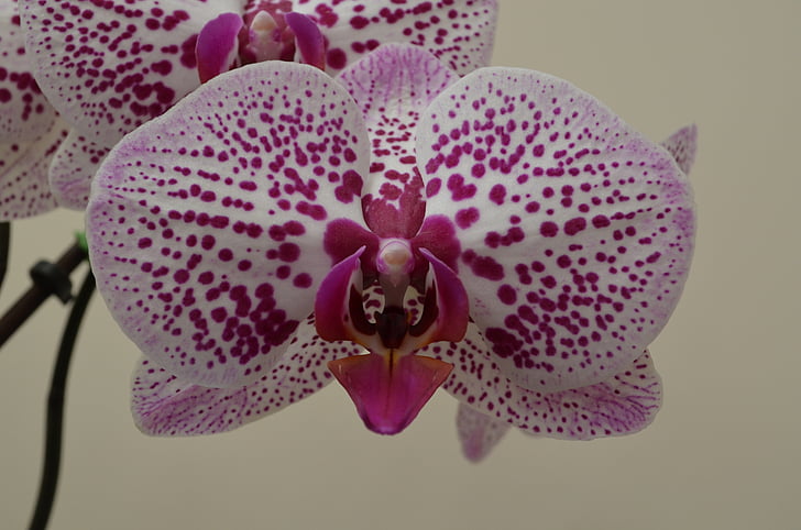 Orchid, blomster, Pink, plante