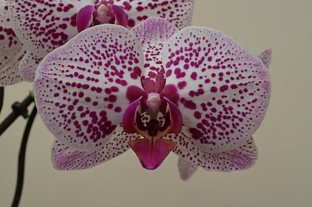 Orchid, kukat, vaaleanpunainen, kasvi