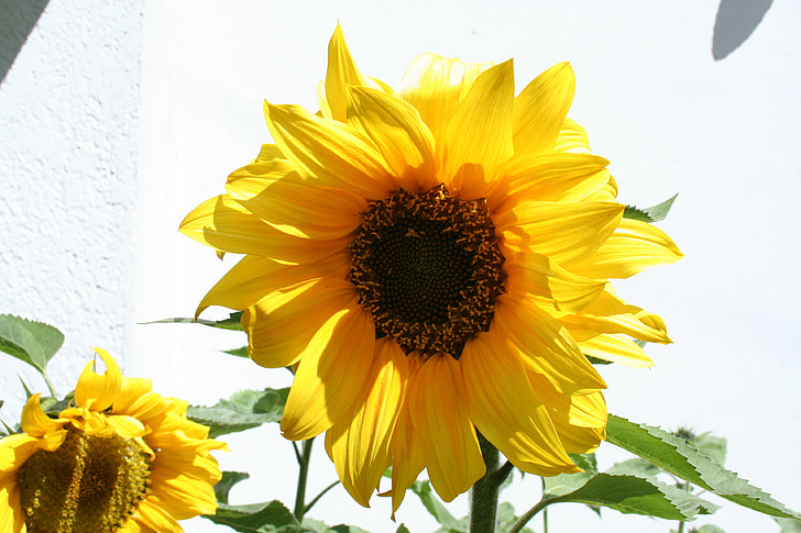 слънчоглед, цвете, природата, жълто, лято, растителна, венчелистче