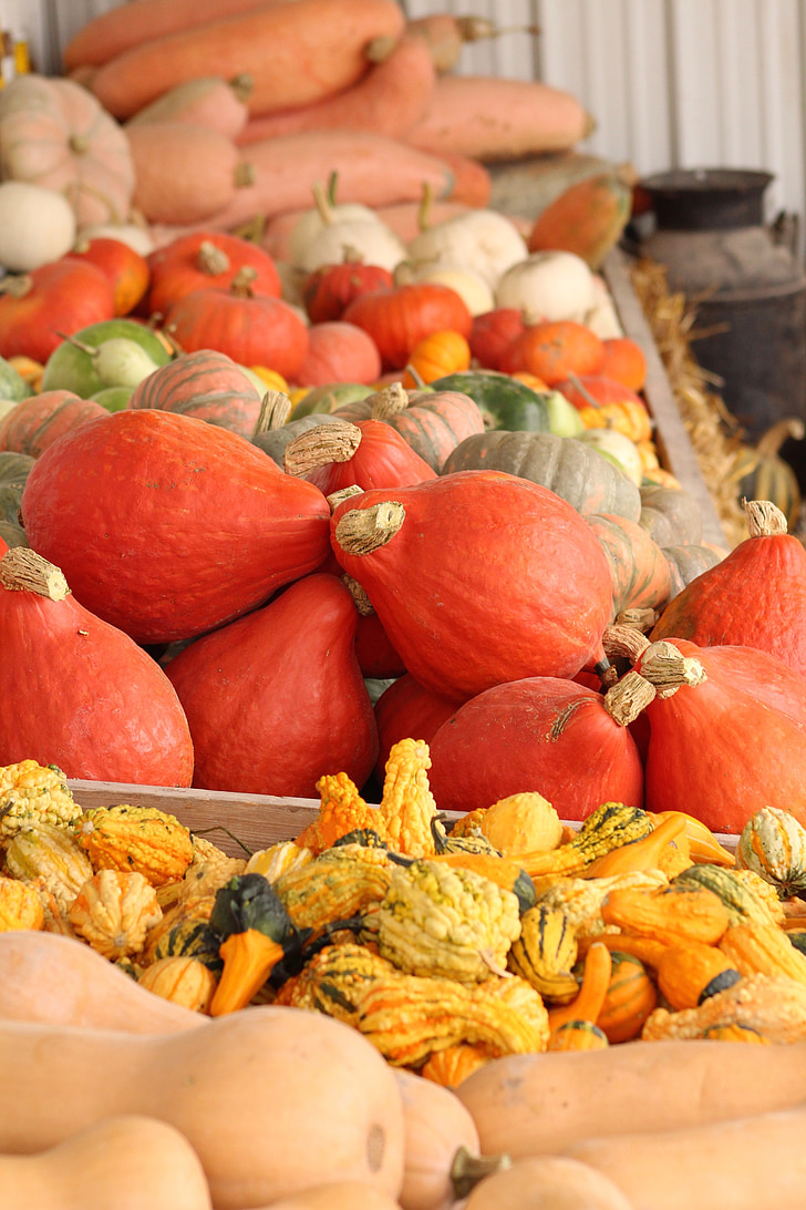 gourds, syksyllä, Harvest