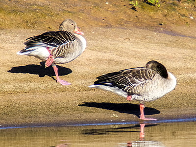 goose, greylag goose, bird, water bird, nature, animal