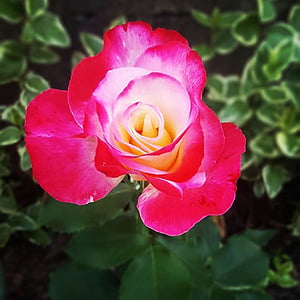 Специальные, Роза, желтый, цветок, вики, Бутон розы, Природа