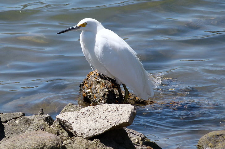 Snowy egret, Waterbird, vit, djur, befjädrade, Pacific, Rocks