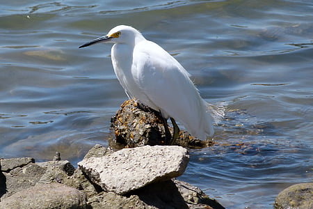 Snowy egret, waterbird, balta, dzīvnieku, spalvaino, Klusā okeāna, akmeņi