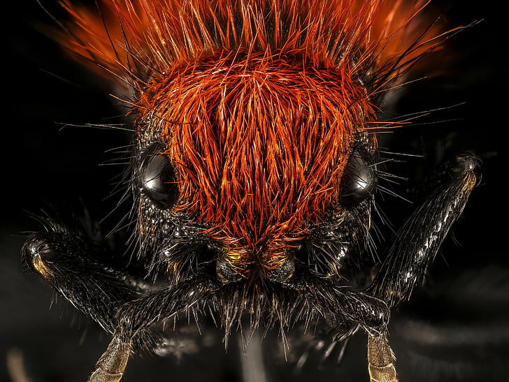 beludru semut, tawon, tidak bisa terbang, serangga, makro, Ikhtisar, kepala