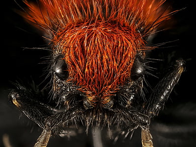 ビロードの蟻, ワスプ, 飛べない, 昆虫, マクロ, 概要, 頭