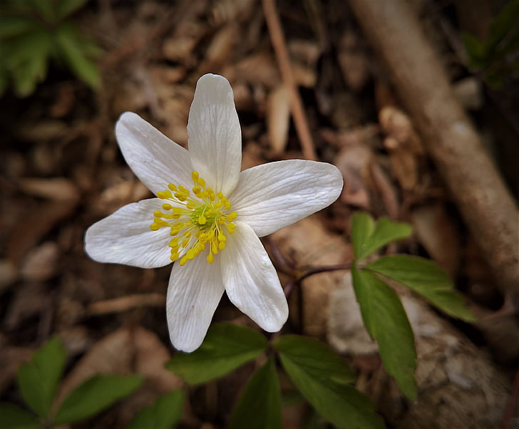 квітка, Весна, Деревина, ліс, білий колір, Природа, крихкість