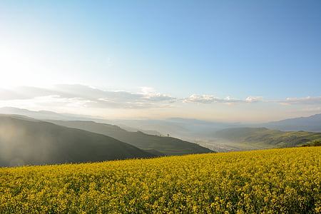 Qinghai, Landschaft, Schneeberg, Natur, Landwirtschaft, gelb, Ländliches Motiv