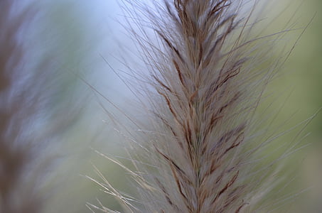 nature, plant, meadow, blades of grass, close-up, seed, summer