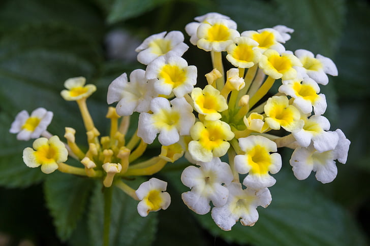 fleurs, fermer, Blossom, Bloom, blanc jaune