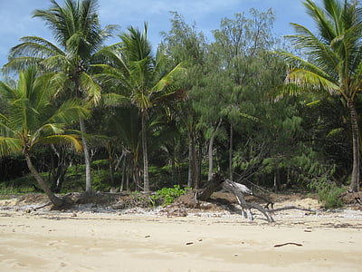 island, beach, palm, sand, port douglas, vacation, tropical beach