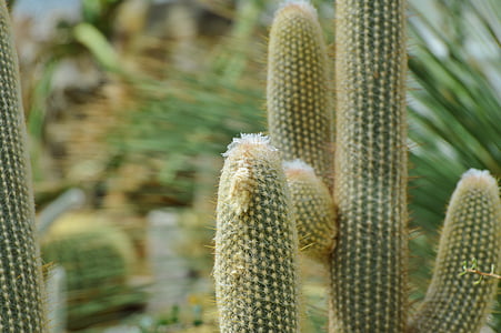 cactus, esperó, verd, Espinosa, planta, espines, natura