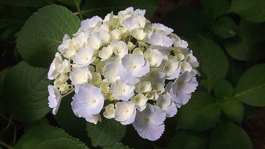 hortensia, Trädgårdsskötsel, blommor, komfort