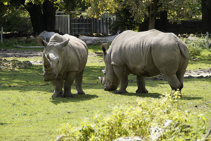 Rhino, łąka, ogród zoologiczny, Pachyderm, istota, Safari, ssak