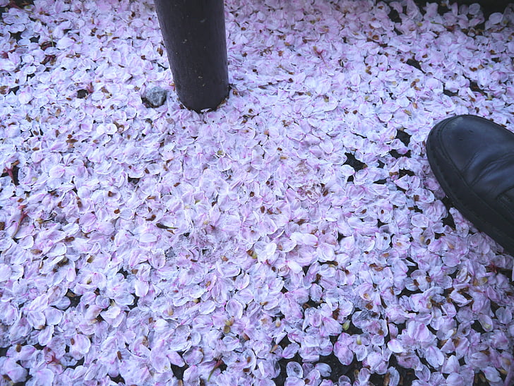 kirsikka, syksyllä kukkia, Trail, kirsikankukkia, vaaleanpunainen, Karen, Söpö