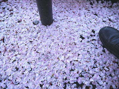 Cherry, musim gugur bunga, jejak, Sakura, merah muda, Karen, Manis
