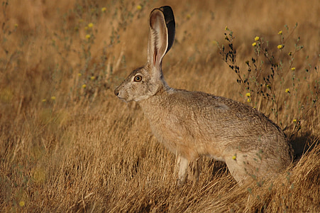 californicus, กลุ่มดาวกระต่ายป่า, jackrabbit, หาง, กระต่าย, กระต่าย, สัตว์
