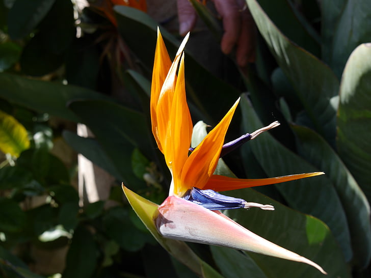 strelitzias, bird of paradise flower, parrot blum, flower
