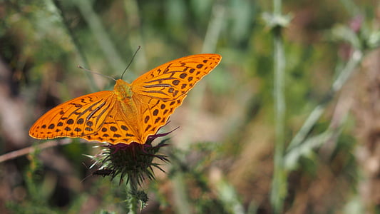 motýl, Příroda, makro, motýl - hmyzu, hmyz, zvířata v přírodě, zvířecí motivy