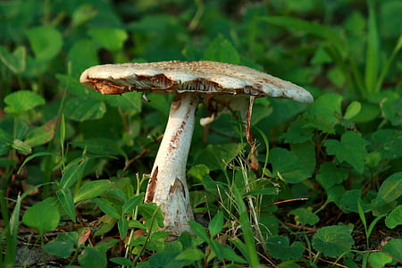 fungus, fungi, toadstool, mushroom, natural, brown, plant