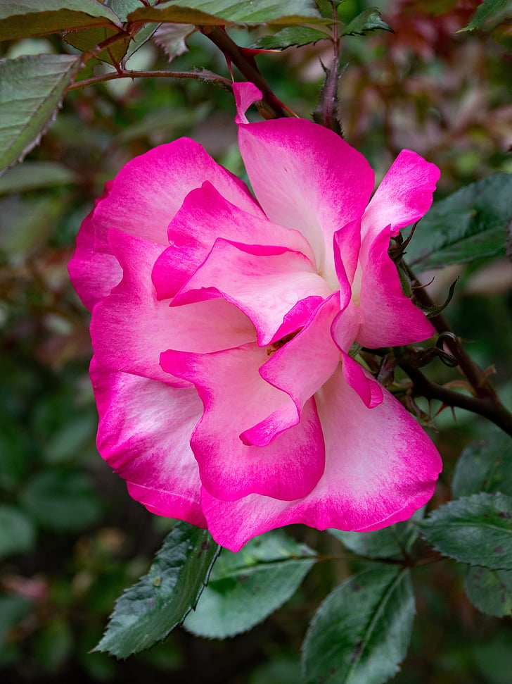 rose, junction, leverkusen, gaujard, flowers, pink, white
