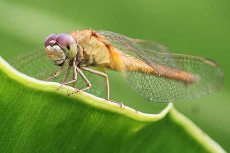 Dragonfly, hmyz, zelená, přírodní, křídlo, hmyz, Příroda