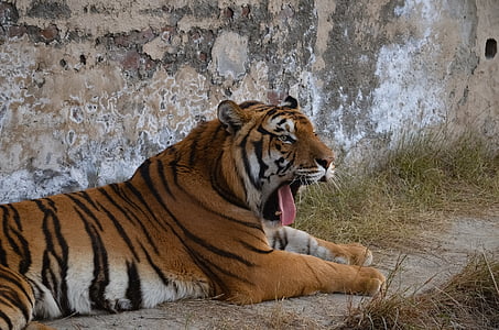 tigre, vida silvestre, animal, gat, salvatge, natura, pelatge