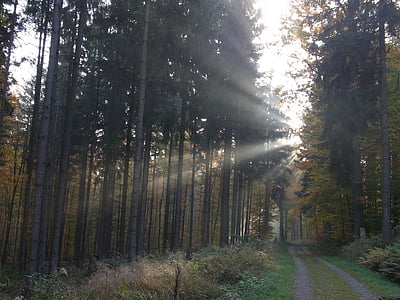 ліс, НД, Sunbeam, ранок, Природа, світло