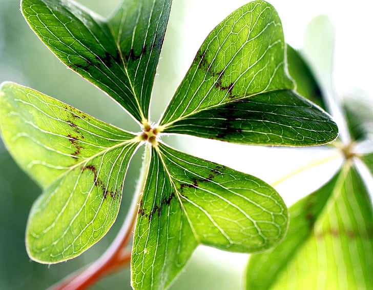 Klee, Leaf apila onnea, Puutarha, Shamrocks, vihreä, Four leaf apila, kasvi