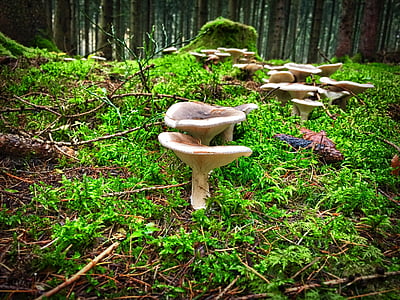 funil-ling, cogumelo, hexenring, tarde de outono, grupo de cogumelo, floresta de cogumelos