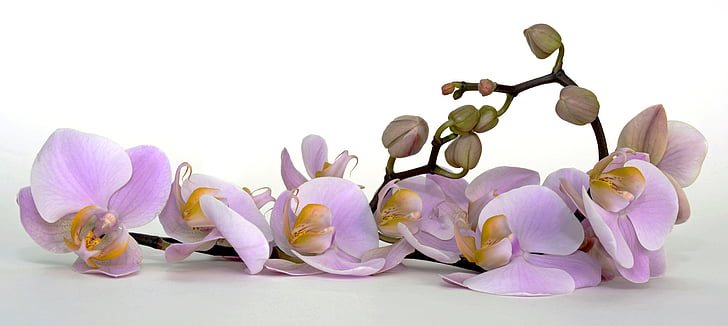 orchidej, květ, květ, Bloom, Bud, Tropical, fialová