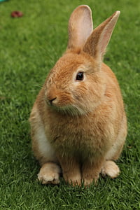 토끼, 동물, 동물, 갈색, 포유류, 애완 동물, 자연