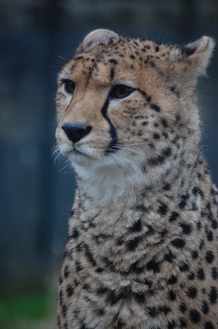 cheetah, con mèo lớn, mèo, động vật có vú, động vật, con mèo, Thiên nhiên