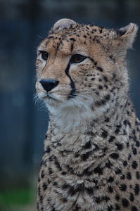 Gepard, velká kočka, kočkovitá šelma, savec, zvíře, kočka, Příroda