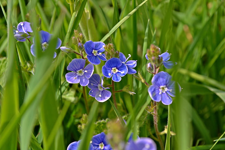 природата, цветя, малки цветя, Почетна награда, Вероника beccabunga, сини цветя, синьо