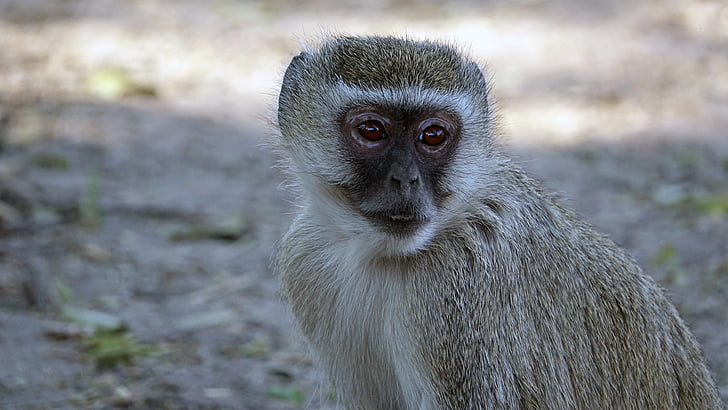 Ботсвана, Коткоподобни маймуни, маймуна, дива природа, животните, природата, бозайник