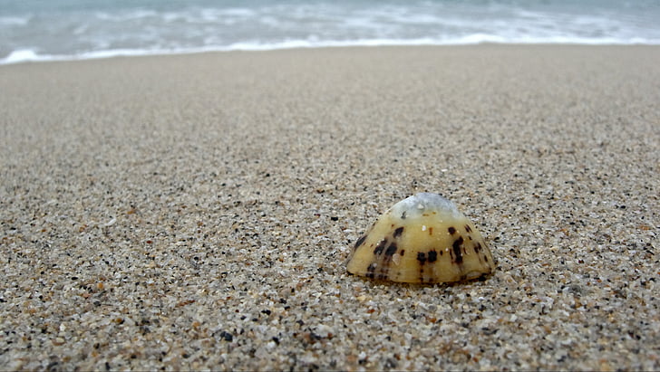 limpet, shell, alone, lonely, single, one, beach