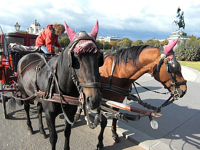 carrello trainato da cavalli, Vienna, Austria, allenatore, cavalli, turisti, attrazione