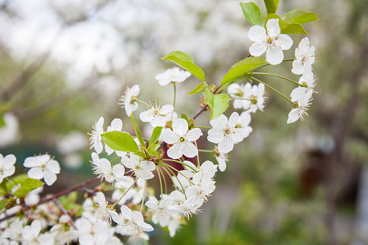 flowers, cherry, branch, cherry blossoms, white flowers, nature, spring