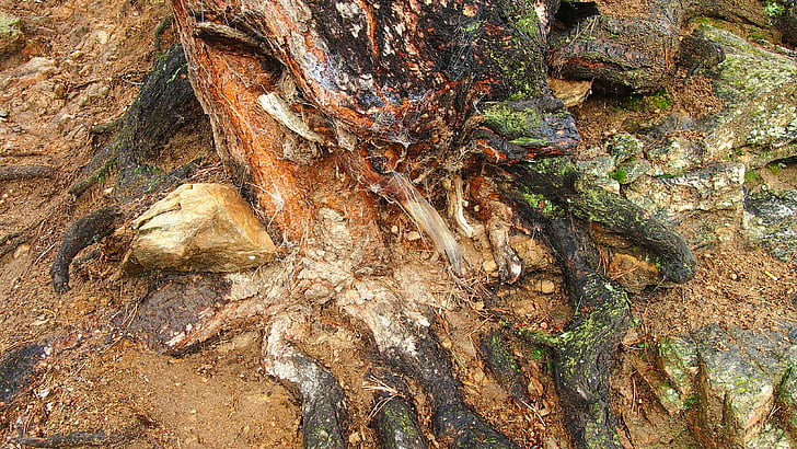 rotten tree, tree roots, cobwebs, nature, rotting, wood, tree trunk