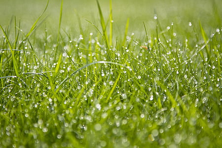 трева, роса, Грийн, природата, ливада, сутрин, пресни